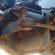 MRECEDES BENZ 2628 6X4 T/T C/C - 11383